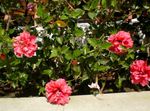 Foto Hus Blomster Hibiscus busk , pink