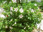 照 楼花 槿 灌木 (Hibiscus), 白