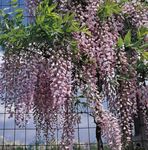 Foto Unutarnja Cvjetovi Glicinije lijana (Wisteria), jorgovana