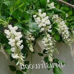 zdjęcie Pokojowe Kwiaty Glicynia (Wisteria) liana , biały