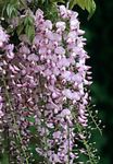 φωτογραφία Εσωτερικά λουλούδια Γλυκίνη αναρριχώμενα (Wisteria), ροζ