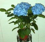 Bilde Huset Blomster Hortensia, Lacecap busk (Hydrangea hortensis), lyse blå