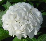 Nuotrauka Namas Gėlės Hortenzija, Lacecap krūmas (Hydrangea hortensis), baltas