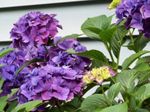 fotografie Kvetinové Kvety Hortenzie, Lacecap kríki (Hydrangea hortensis), orgován