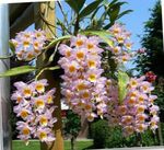 fotografie Kvetinové Kvety Dendrobium Orchidea trávovitý , ružová
