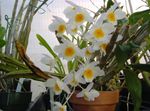 fénykép Ház Virágok Dendrobium Orchidea lágyszárú növény , fehér