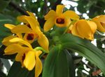 Foto Hus Blomster Dendrobium Orkidé urteagtige plante , gul