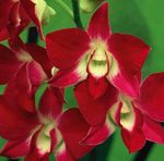 Photo des fleurs en pot Orchidée Dendrobium herbeux , rouge