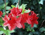 Фото Домашние Цветы Азалия (Рододендрон) кустарники (Rhododendron), красный