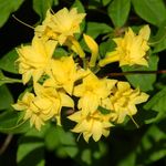 フォト ハウスフラワーズ ツツジ、pinxterブルーム 低木 (Rhododendron), 黄