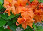 fotografie Pokojové květiny Azalky, Pinxterbloom křoví (Rhododendron), oranžový
