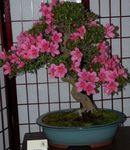Фото Домашні Квіти Азалія (Рододендрон) чагарник (Rhododendron), рожевий