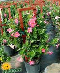 fénykép Ház Virágok Dipladenia, Mandevilla lóg növény , rózsaszín