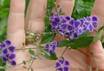 fotografija Sobne cvetje Duranta, Medu Kapljice, Golden Dewdrop, Golob Jagodami drevesa , vijolična