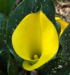 fotografie Flori de Casa Arum Crin planta erbacee (Zantedeschia), galben
