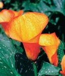 fotoğraf Evin çiçekler Arum Zambak otsu bir bitkidir (Zantedeschia), turuncu