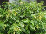 foto I fiori domestici Ylang Ylang, Albero Profumo, Chanel N ° 5 Albero, Ilang-Ilang, Maramar (Cananga odorata), giallo