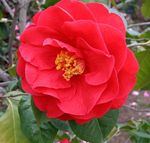 фота Хатнія Кветкі Камелія дрэва (Camellia), чырвоны