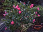 fénykép Ház Virágok Kamélia fa (Camellia), rózsaszín