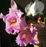 mynd Hús Blóm Cattleya Orchid herbaceous planta , bleikur