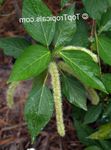 fotografija Sobne cvetje Mačka Rep, Ženiljske Rastlina, Red Hot Cattail, Lisičjega Repa, Rdeča Hot Poker grmi (Acalypha hispida), zelena