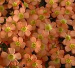 Photo des fleurs en pot Oxalis herbeux , orange