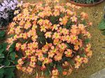 Photo House Flowers Oxalis herbaceous plant , orange