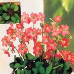 Photo House Flowers Oxalis herbaceous plant , red