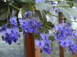 fotoğraf Evin çiçekler Clerodendron çalı (Clerodendrum), açık mavi