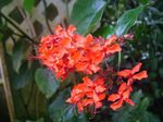 fotoğraf Evin çiçekler Clerodendron çalı (Clerodendrum), kırmızı
