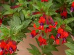 Photo des fleurs en pot Usine De Cigarette des arbustes (Cuphea), rouge