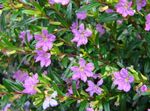 Photo House Flowers Cigarette Plant shrub (Cuphea), lilac