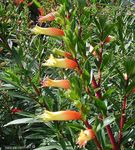 Photo des fleurs en pot Usine De Cigarette des arbustes (Cuphea), orange