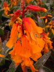 foto I fiori domestici Cape Cowslip erbacee (Lachenalia), arancione