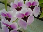 Photo des fleurs en pot Miltonia herbeux , lilas