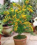 Фото Домашние Цветы Акация кустарники (Acacia), желтый