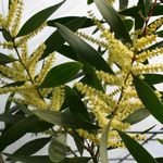 Photo des fleurs en pot Acacia des arbustes , jaune
