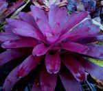 foto Casa de Flores Bromeliad planta herbácea (Neoregelia), roxo