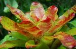 fotografie Kvetinové Kvety Bromeliad trávovitý (Neoregelia), oranžový