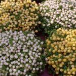 Photo des fleurs en pot Usine De Perles herbeux (nertera), blanc