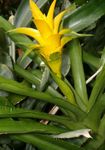 fotoğraf Evin çiçekler Nidularium otsu bir bitkidir , sarı