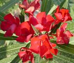 Fil Rose Bay, Oleander egenskaper