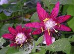 სურათი სახლი ყვავილები პასიფლორა ლიანა (Passiflora), ბორდო