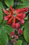 Foto Māja Ziedi Passion Flower liāna (Passiflora), sarkans