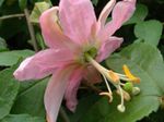 Foto Passionsblume liane (Passiflora), rosa