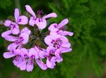 Photo House Flowers Geranium herbaceous plant (Pelargonium), lilac