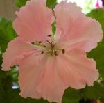 Foto Topfblumen Geranie grasig (Pelargonium), rosa