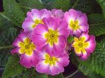 Foto Unutarnja Cvjetovi Primula, Jagorčevina zeljasta biljka , ružičasta