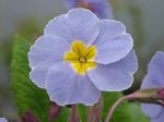 Fil Krukblommor Primula, Auricula örtväxter , ljusblå