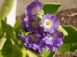 mynd Hús Blóm Primula, Auricula herbaceous planta , lilac